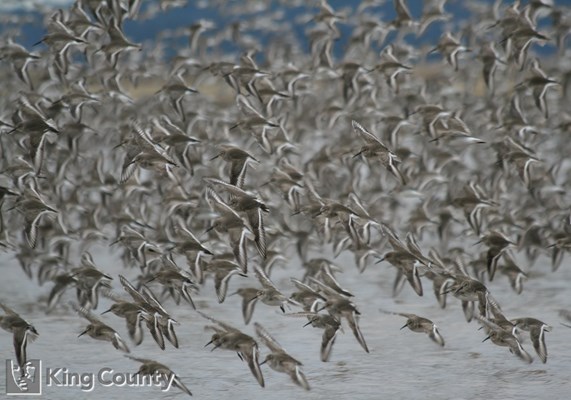 Photo of Calidris alpina